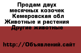 Продам двух 8-месячных козочек - Кемеровская обл. Животные и растения » Другие животные   
